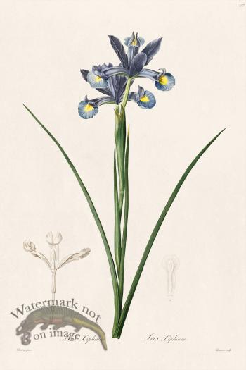 Les Liliacees Redoute 337